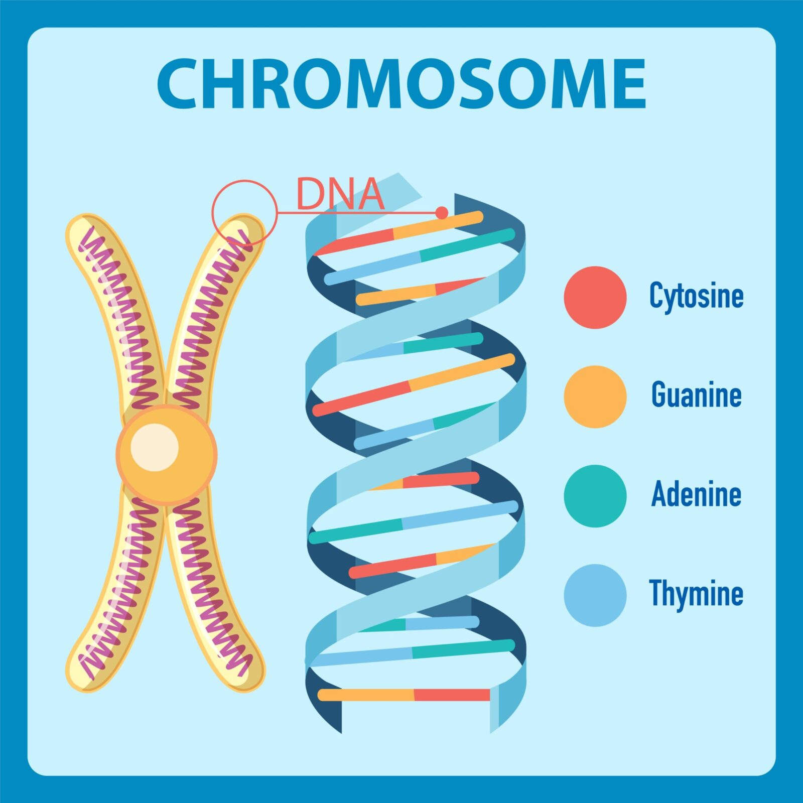 Exploring Chromosomal Complexity: The Blueprint of Life Chromosomal